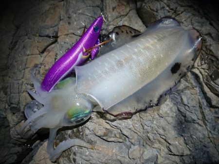 イカと根魚と私