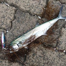 台風前の敦賀サゴシ