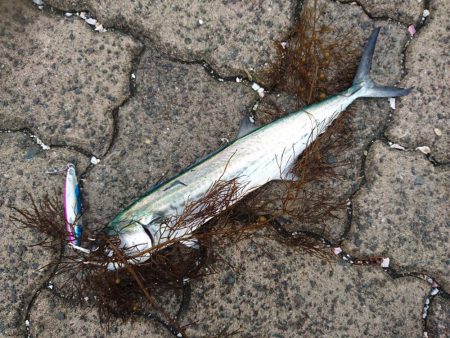 台風前の敦賀サゴシ