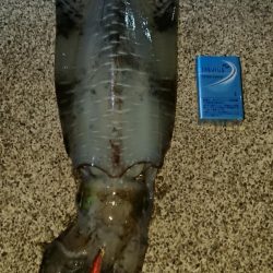 新子時期なのに。