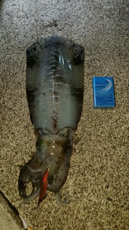 新子時期なのに。