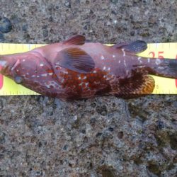 なんとか30アップ！