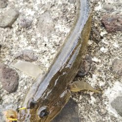 キス5、ハゼ？3