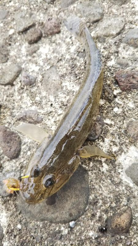 キス5、ハゼ？3