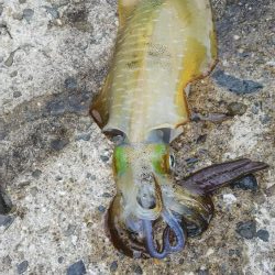 タチウオジギング