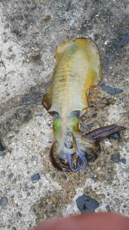 タチウオジギング