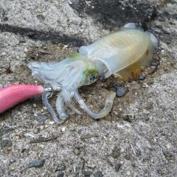 teamゲッソー調査隊