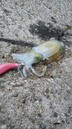 teamゲッソー調査隊