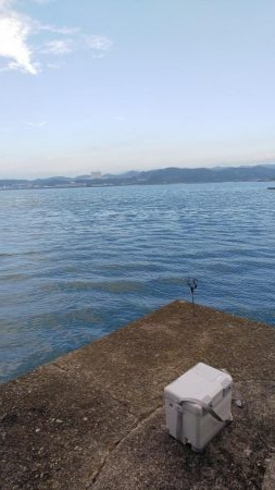 アオリイカ ヤエン釣り