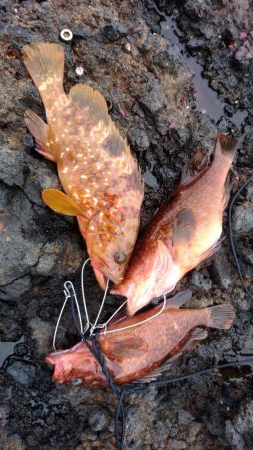 ロックショアジギ