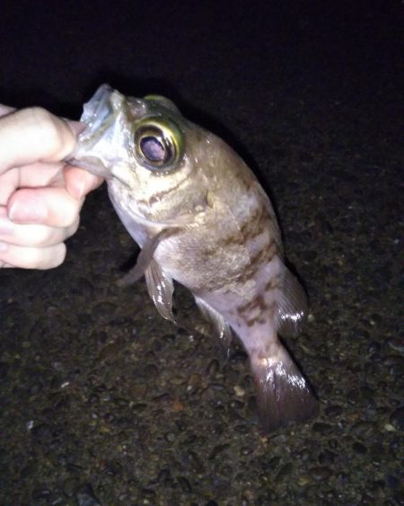 アジを狙ったけど・・・