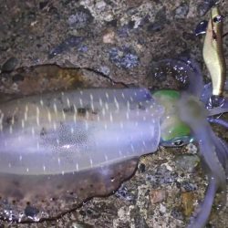 日本海エギング