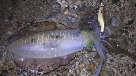 日本海エギング