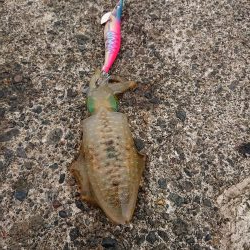 今日も濁りとウネリの中