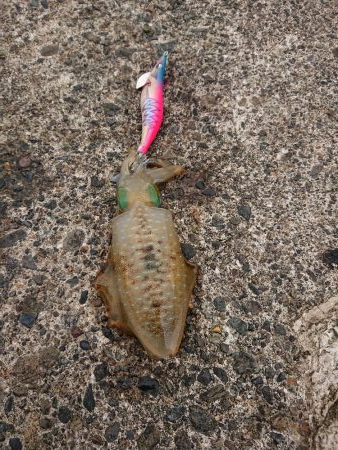 今日も濁りとウネリの中