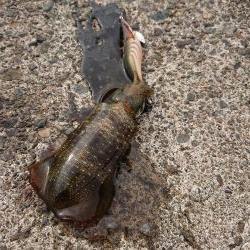 逆強風に向けて