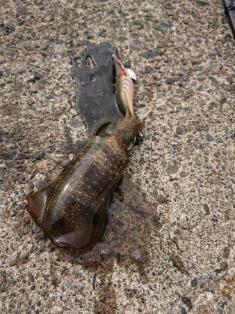 逆強風に向けて