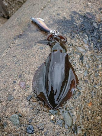 雨中越前ランガン