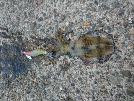 なんとも厳しい