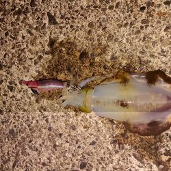 濁りも薄くなり