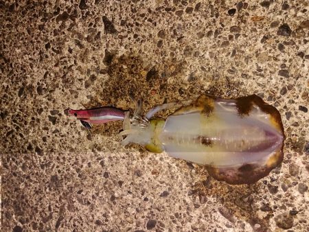 濁りも薄くなり