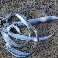 今日は泉大津エリアでタチウオ釣り