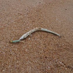 初サーフはダツ