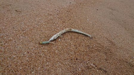 初サーフはダツ