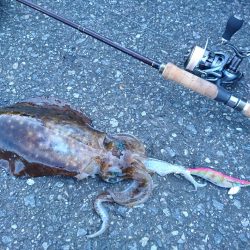 デカいのきた!!