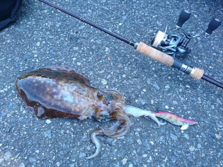 デカいのきた！！