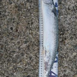 サゴシ、太刀魚