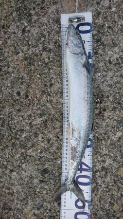 サゴシ、太刀魚