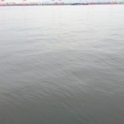 今日も仕事前に南港タチウオ調査