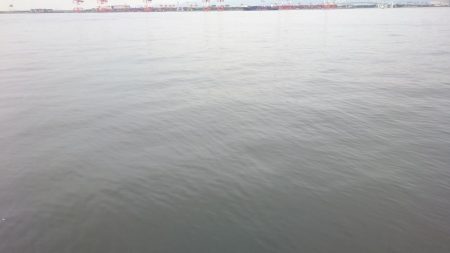 今日も仕事前に南港タチウオ調査