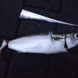 雨だからこそ行くタチウオ釣行