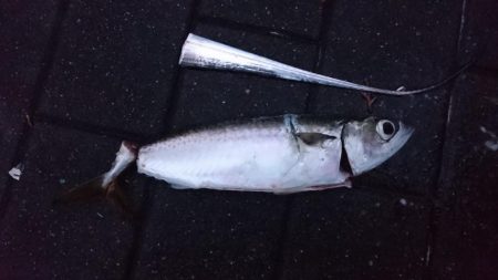 雨だからこそ行くタチウオ釣行