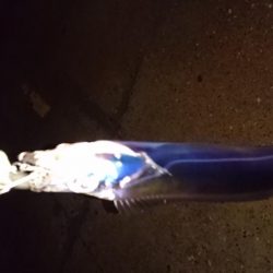 湾奥マイポイント調査