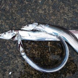 また貝塚人口島タチウオ遠征