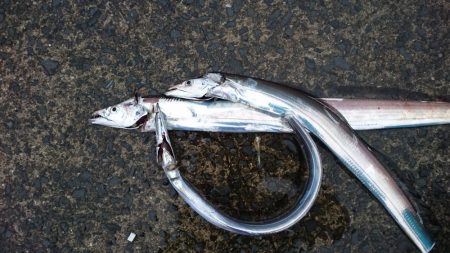 また貝塚人口島タチウオ遠征