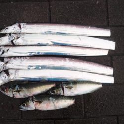 タチウオ釣行 中潮に期待