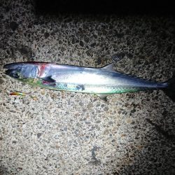 サゴシ リベンジ