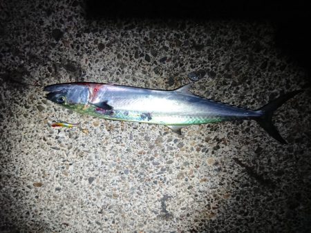 サゴシ リベンジ