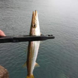 サゴシ　リベンジ2