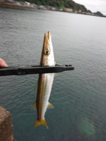 サゴシ　リベンジ2