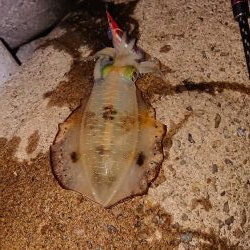 型は良くなったが渋い