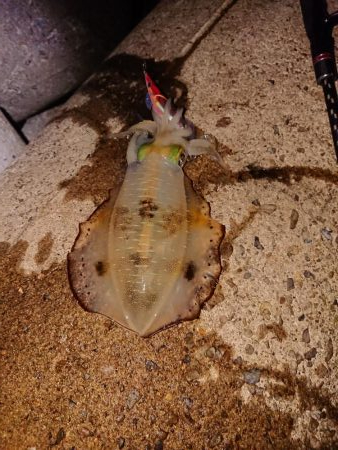 型は良くなったが渋い