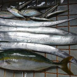 タチウオとハマチと小魚