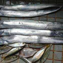 ワインドで太刀魚＆青物調査