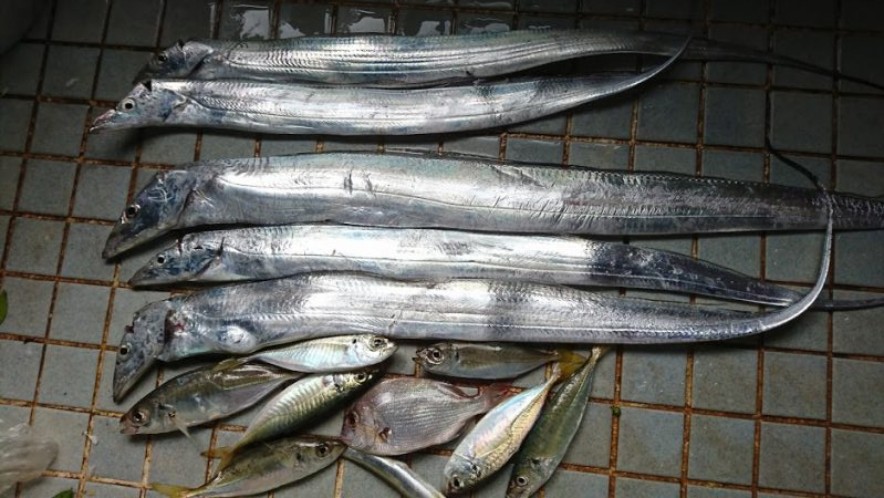 ワインドで太刀魚＆青物調査