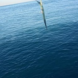 青物好調じゃ～ないの？